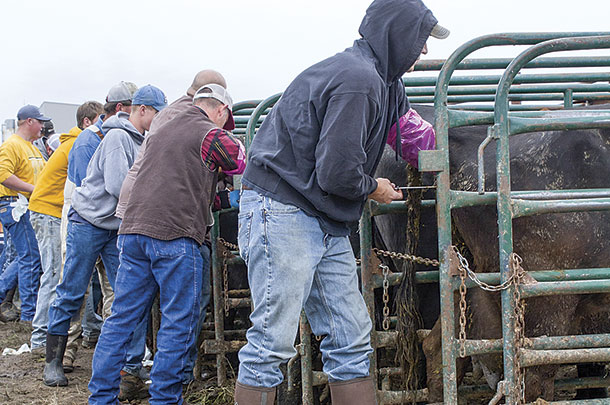 Students participated in A.I. breeding school