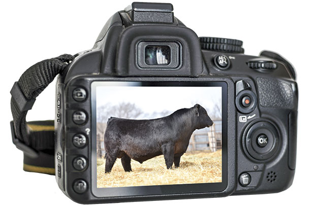 Livestock photography is more than just luck