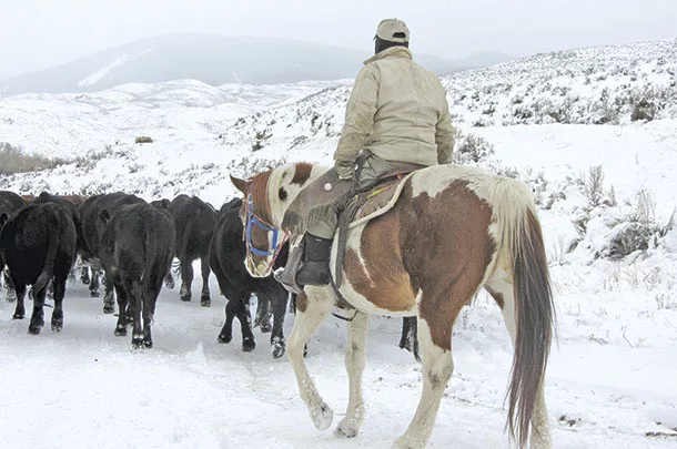 Moving cattle
