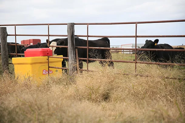 Beef cattle
