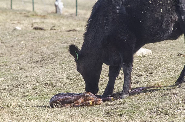 New calf
