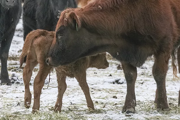 Cow with new calf
