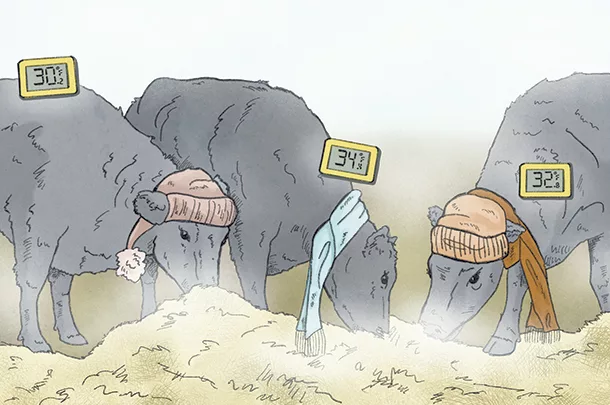 Cattle grazing