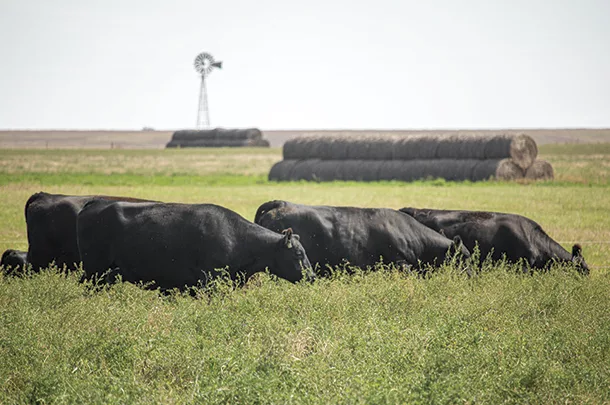 Cattle grazing