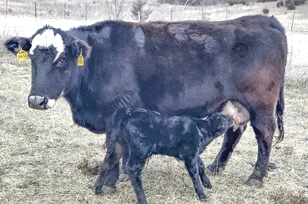 0121pc New calf
