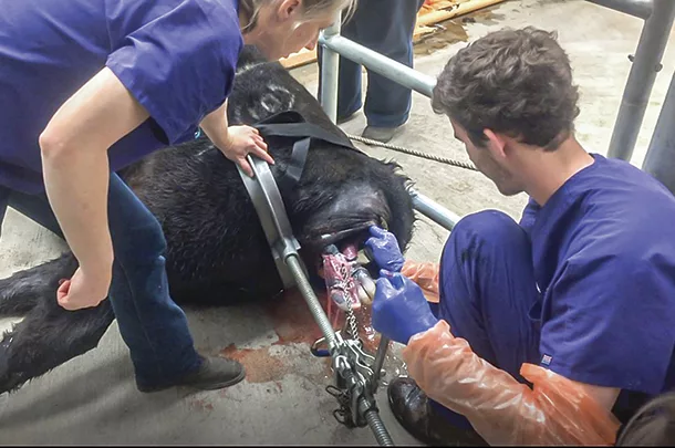 0121pc Pulling a calf