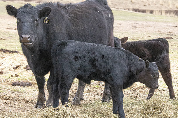 Cow with calves