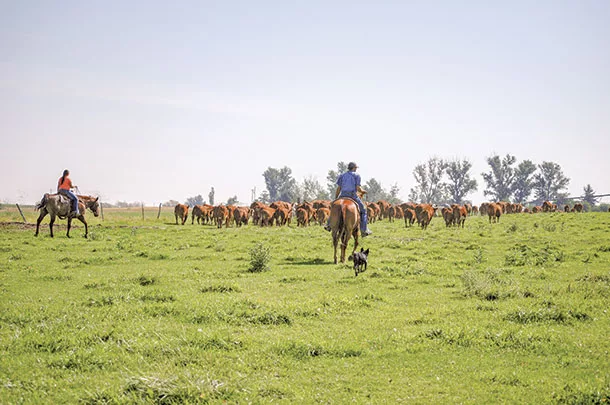 0221pc Herding cattle