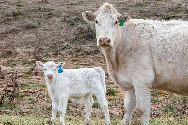 0222pc Cow and newborn calf