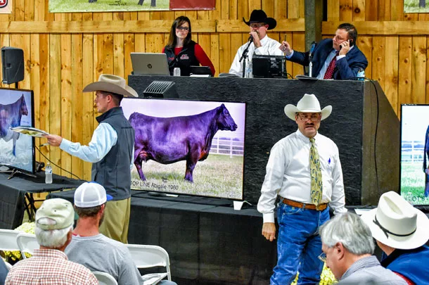 cattle auction