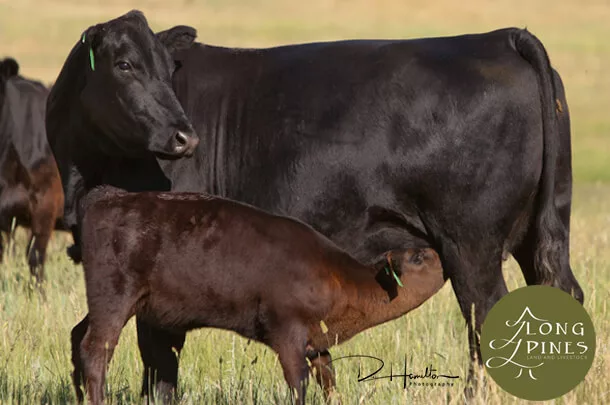 Steer calf and mother