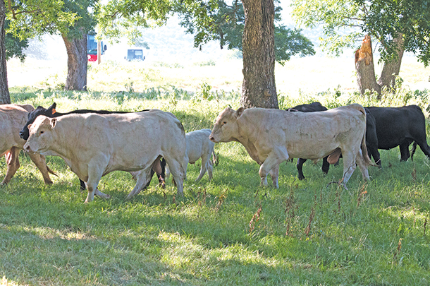Groups of fertile, more mature sires in a full herd 