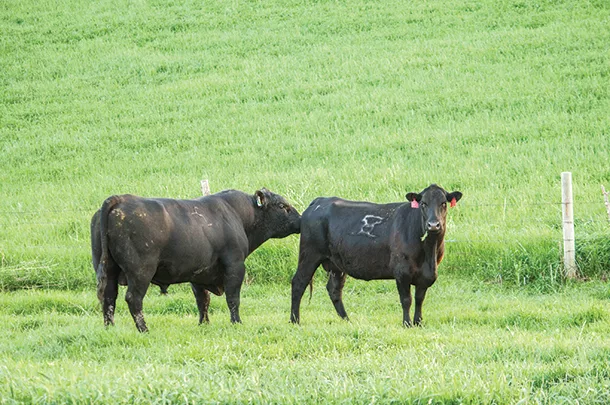Clean up bull