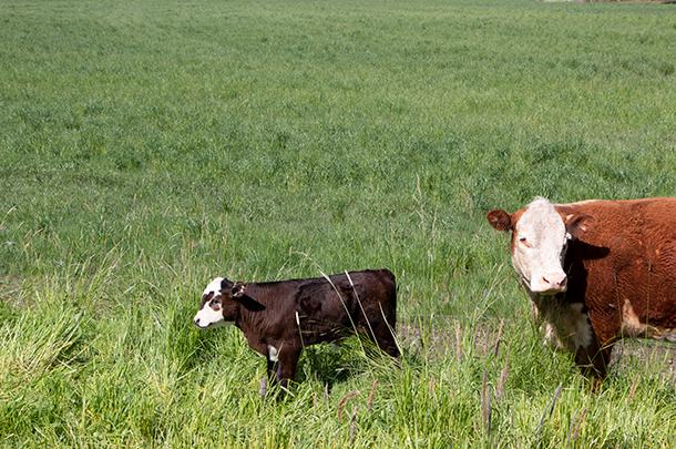 Cow calf in tall grass
