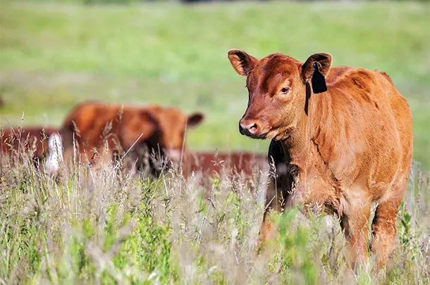 Calf 