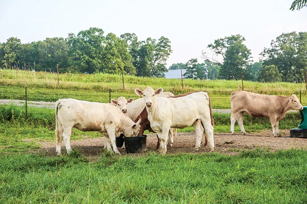 Cattle in a pasture