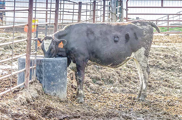 Water for cattle