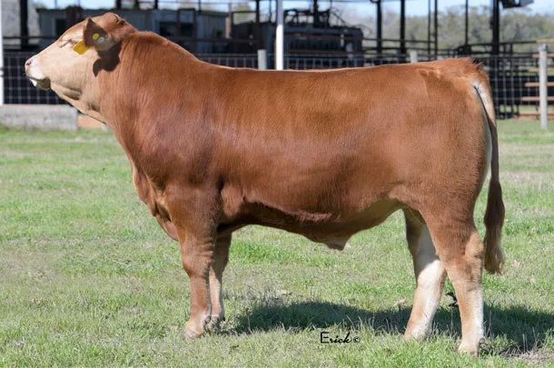 Polled Akaushi