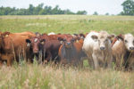 Herd of cattle in a pasture