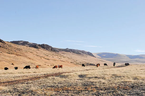Cattle grazing