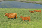 Water quality and cattle