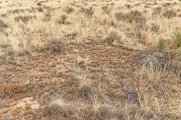 Overgrazed blue grama grass