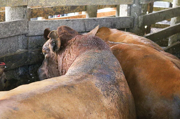 Flies on cattle
