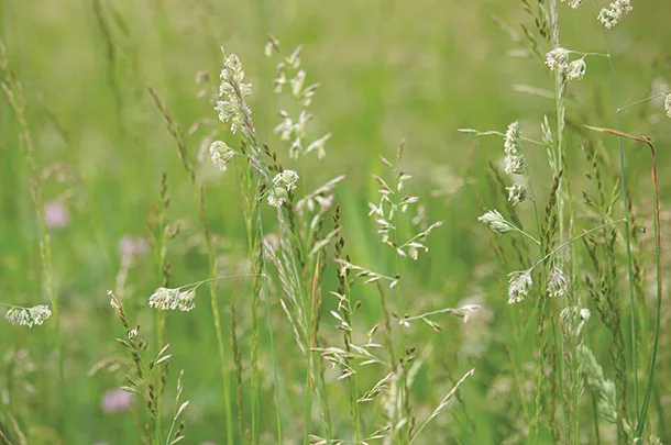 Tall fescue