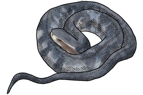 Water moccasins