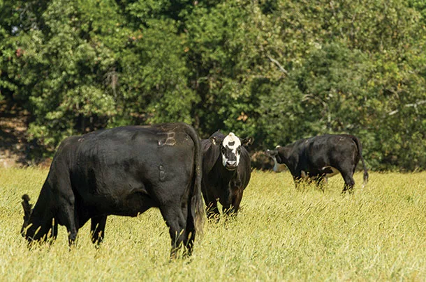 Cattle in a pasture