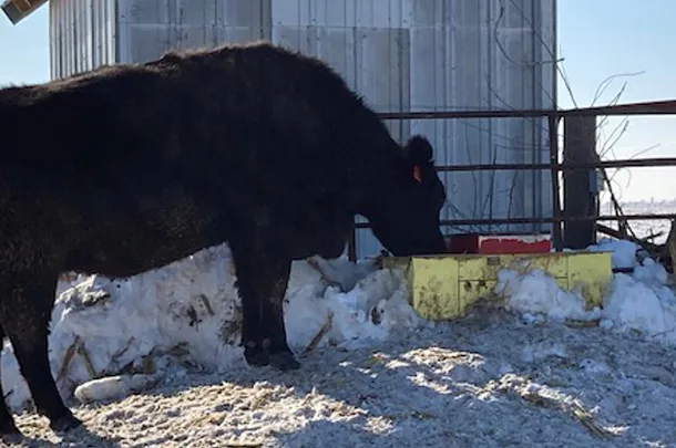 Cow drinking out of Ritchie water tank