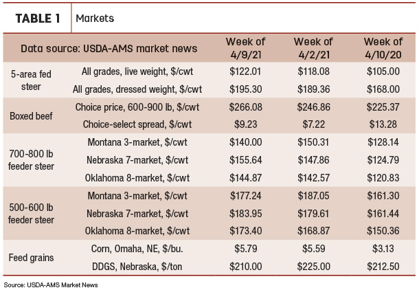 cattle market prices