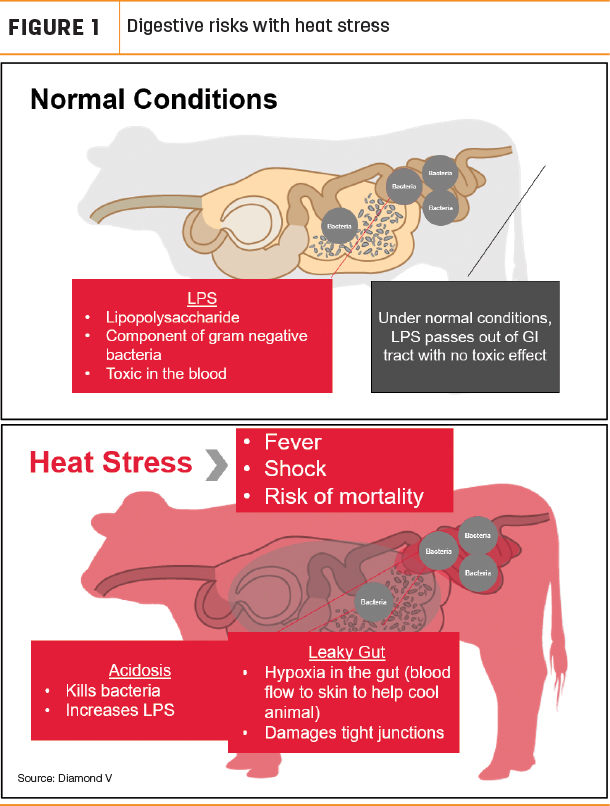 Digestive risks with heat stress