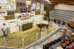 Cattle auction