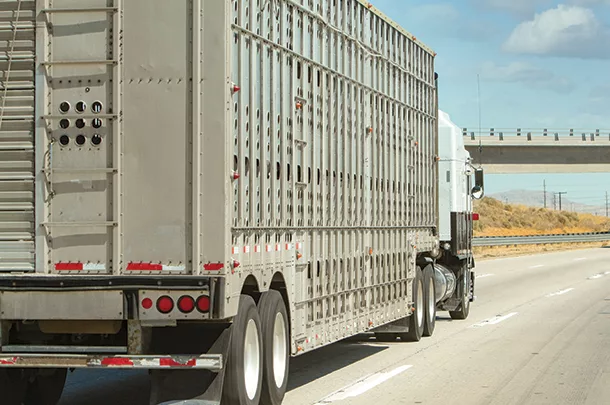 Cattle truck