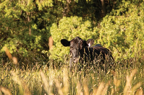 Cows in pasture