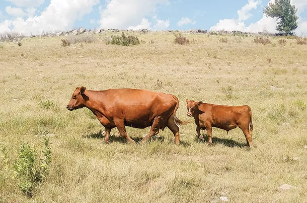 Cow calf pair