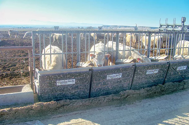 Cattle at the feedbunk