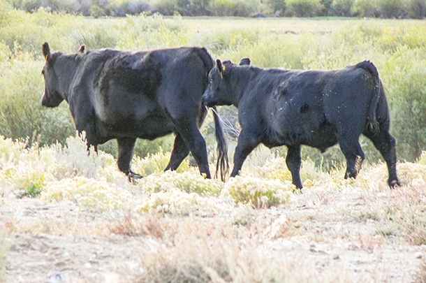 Angus cattle from Licky 7 Angus ranch