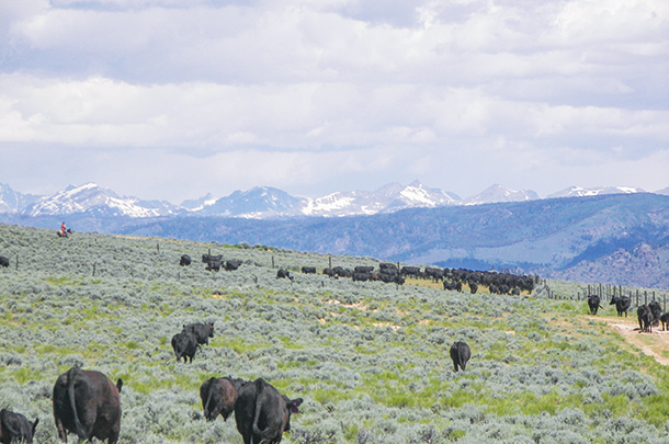 Lucky 7 Angus cattle graze