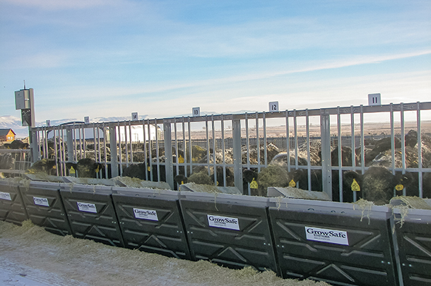 Lucky 7 Angus cattle are watched closely in feed monitor scales for growth