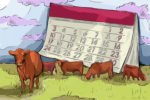 Cattle illustration