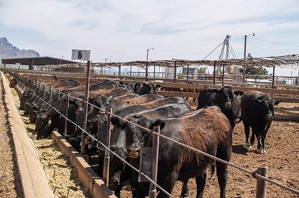 cattle feedlot
