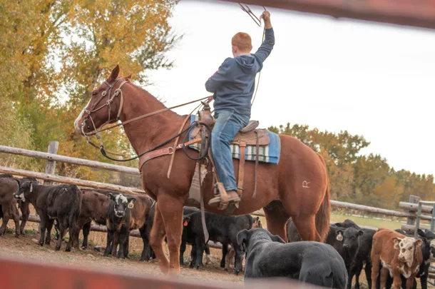 child on horse with lasso