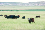 Cattle in a pasture