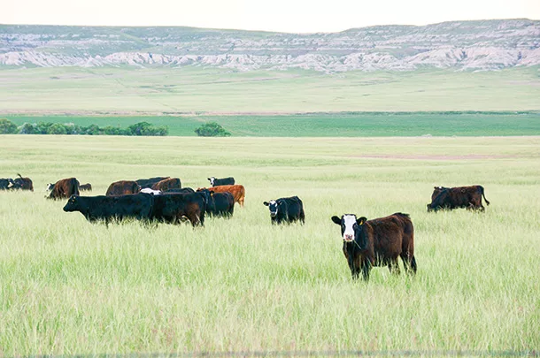 Cattle in a pasture
