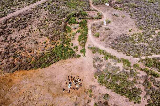 0621PC Aerial shot of a cow herd