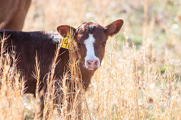 Calf