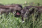Moving cattle through grass