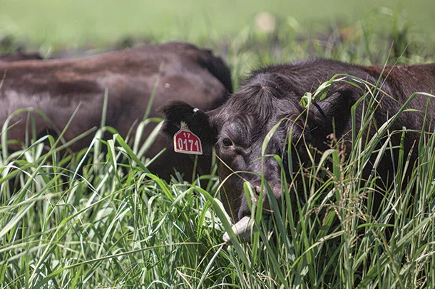 Moving cattle through grass